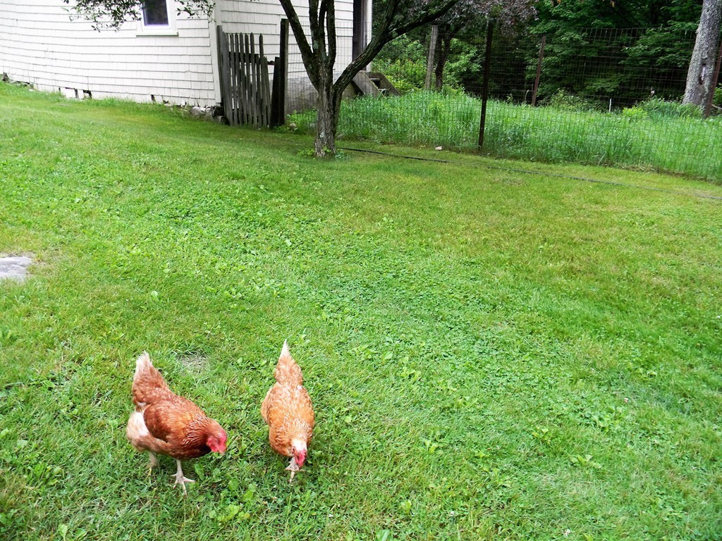 18 Flat Rock Road Petersham, MA 01366 - Photo 19 of 26 a backyard of a house with lots of green space