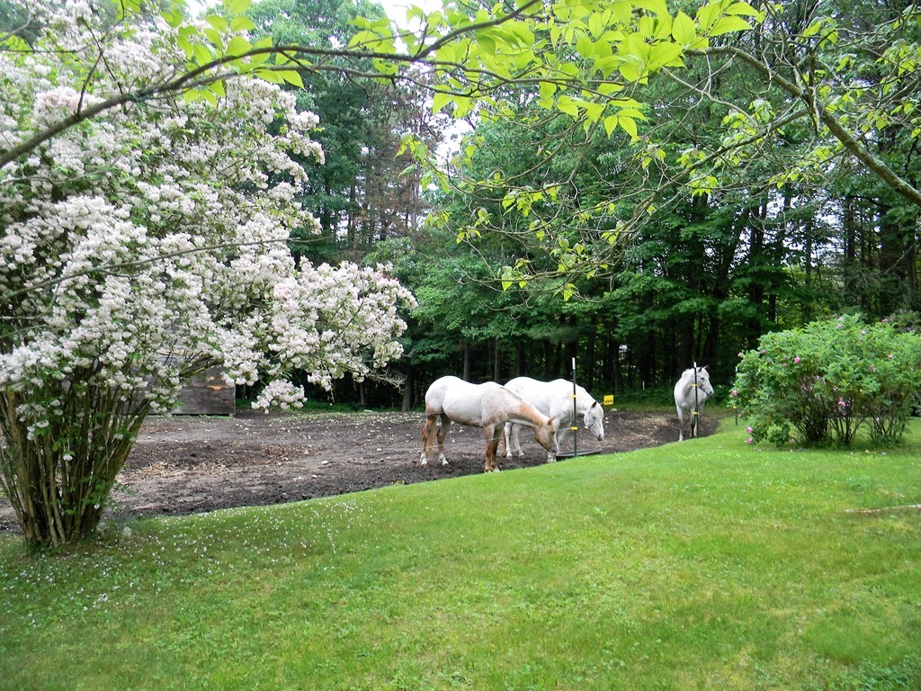 18 Flat Rock Road Petersham, MA 01366 - Photo 24 of 26 a view of a chair and table in the garden
