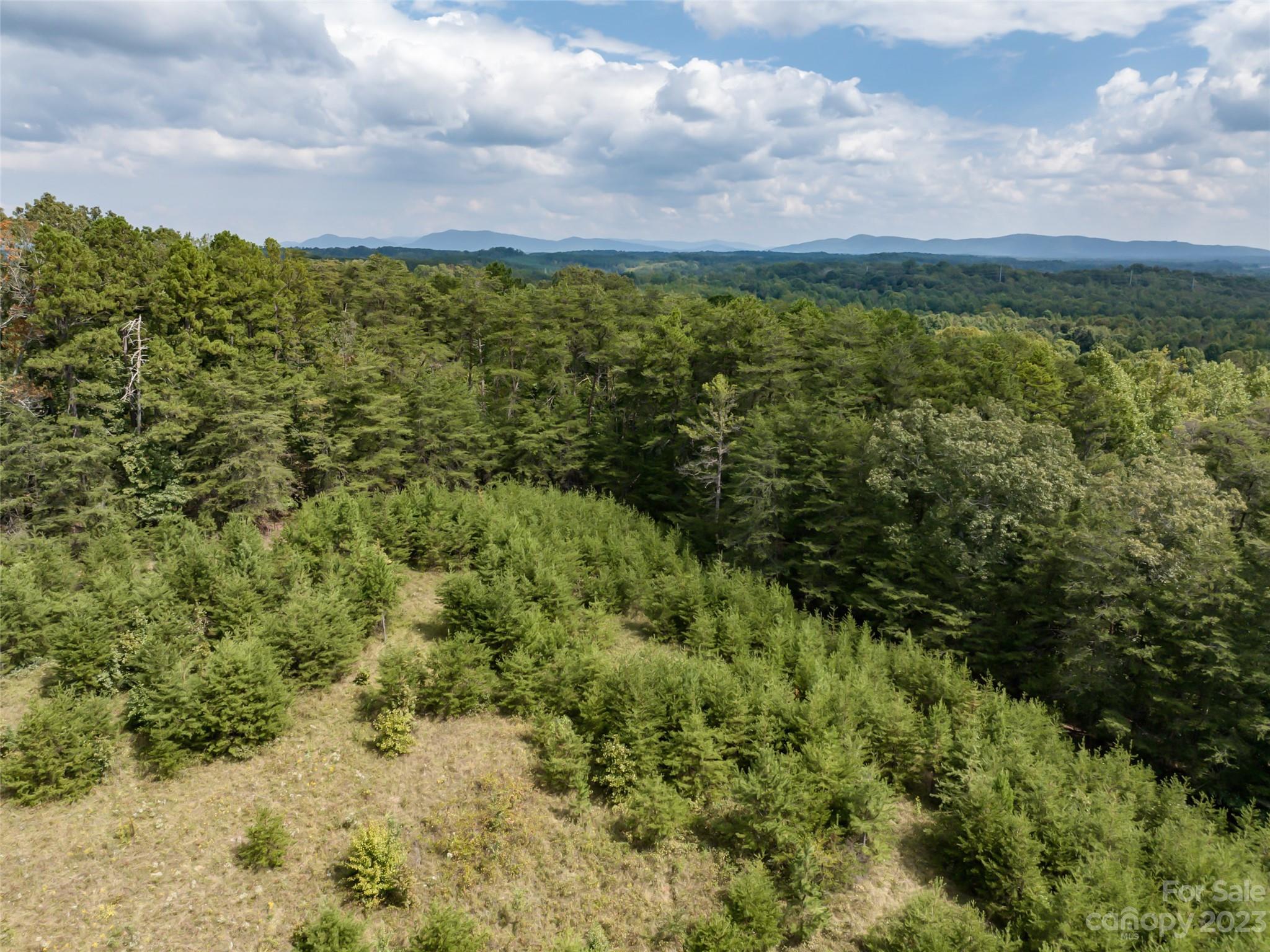 1074 Old Ballpark Road Spindale, NC 28160 - Photo 10 of 20 a view of a bunch of trees