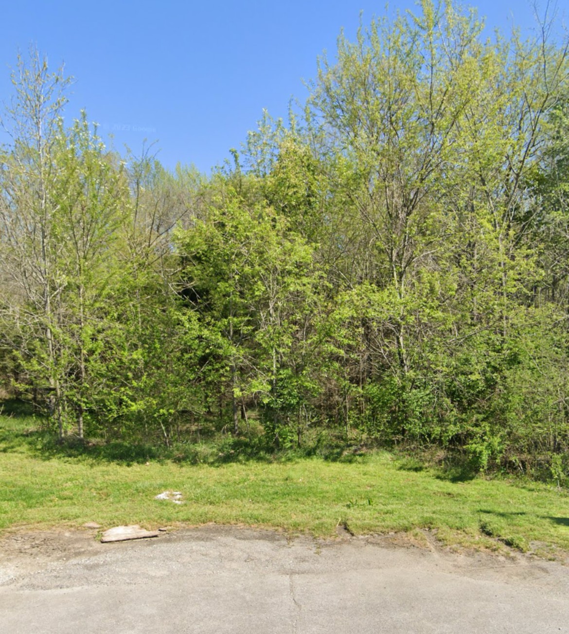 a view of a yard with a trees