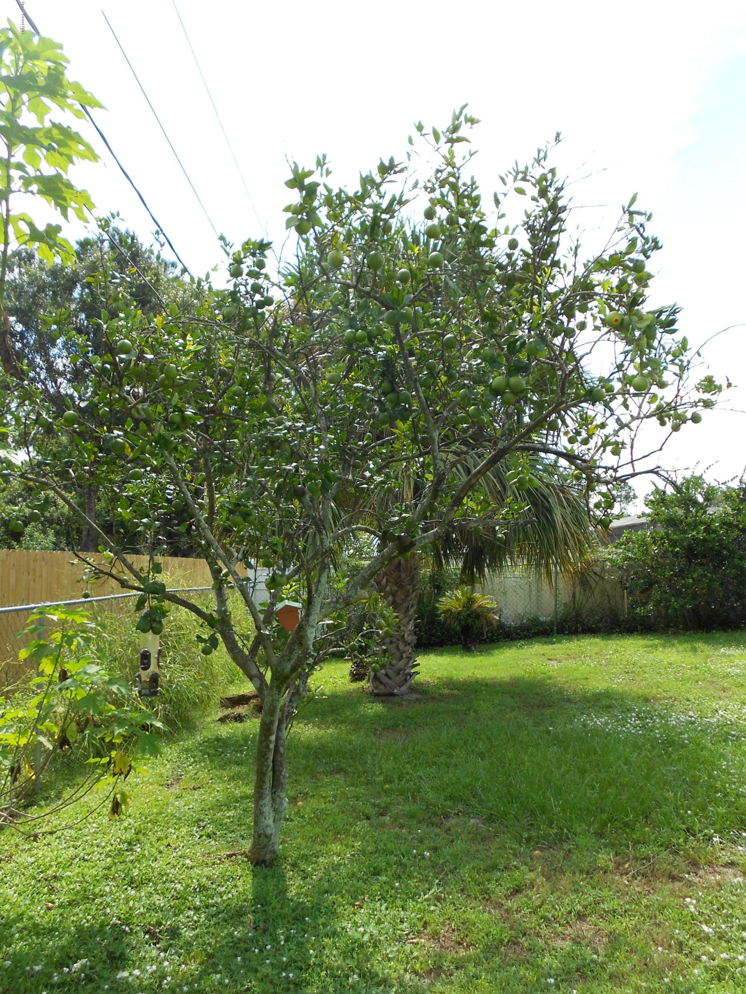 967 Raleigh Road Southeast Palm Bay, FL 32909 - Photo 22 of 23 DSCN1050