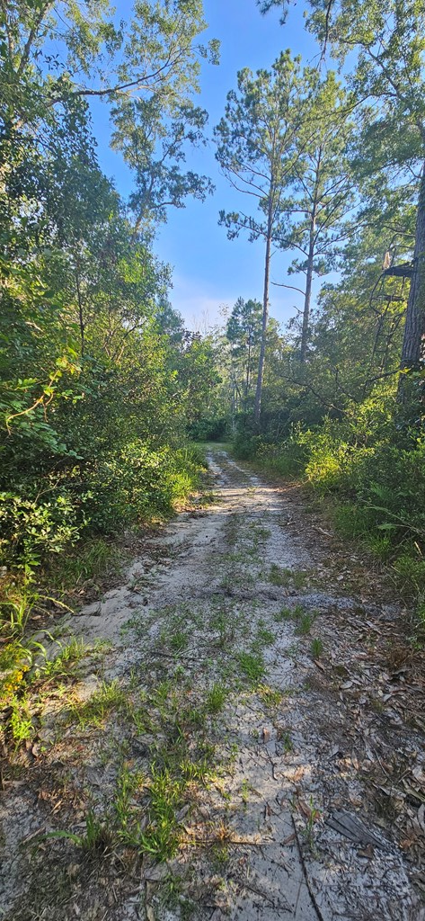 800 Hickory Hammock Road Carrabelle, FL 32322 - Photo 88 of 96