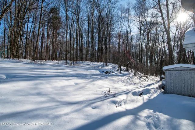 a view of a backyard with large trees