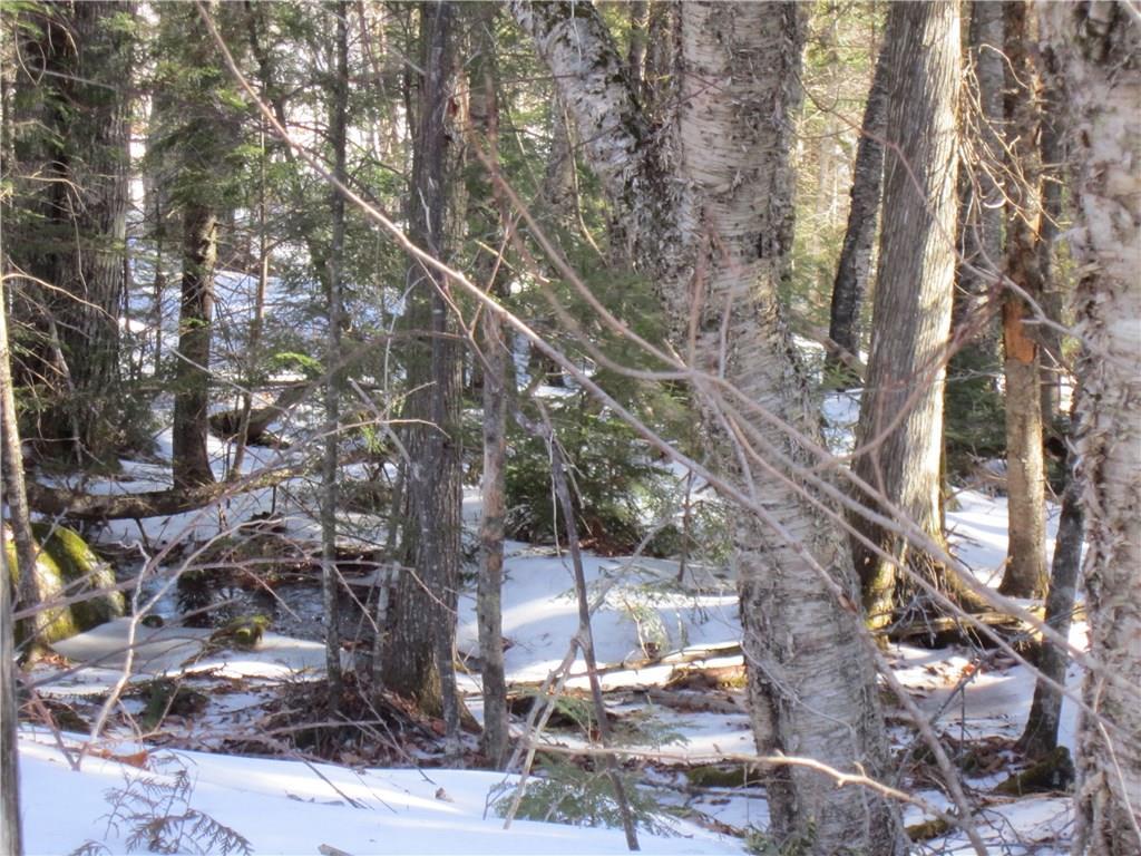 Lot 5-1 Jellison Meadow Road Ellsworth, ME 04605 - Photo 7 of 20 Woods view off Jellison Meadow Road