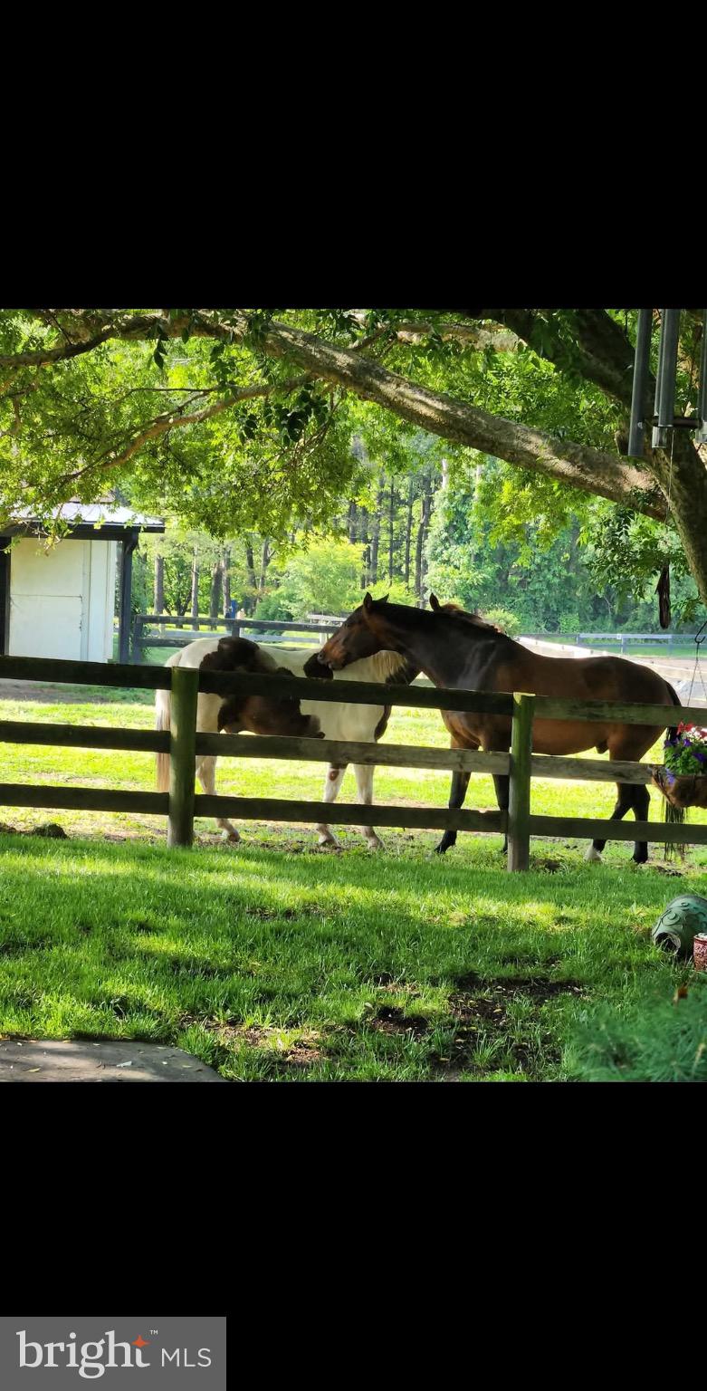 19255 Telegraph Springs Road Purcellville, VA 20132 - Photo 12 of 20 Horses enjoying a sunny day in the pasture.