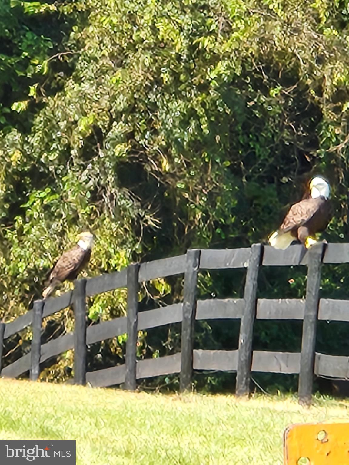 19255 Telegraph Springs Road Purcellville, VA 20132 - Photo 20 of 20 Bald eagles perched on a rustic fence.