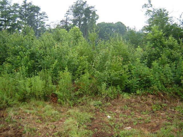 0 Dean Mountain Road Cleveland, GA 30528 - Photo 1 of 1