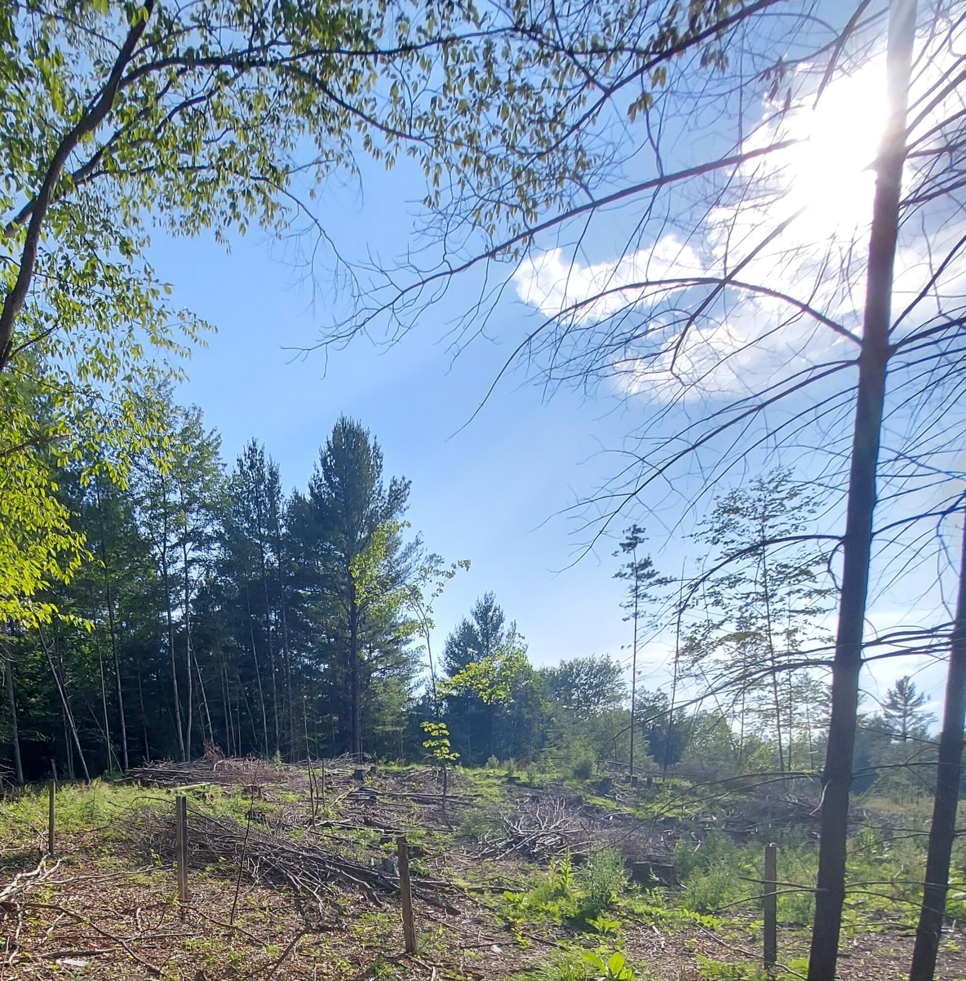 Nhn East Fowler Road Harrisville, MI 48740 - Photo 4 of 17 Gallery Image 4