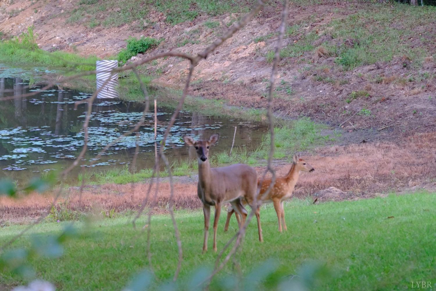 528 Wheeler Road Lynchburg, VA 24504 - Photo 64 of 87 Gallery Image 64