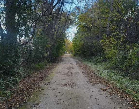 a view of a forest with trees in the background