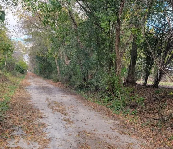 a view of a forest with trees in the background