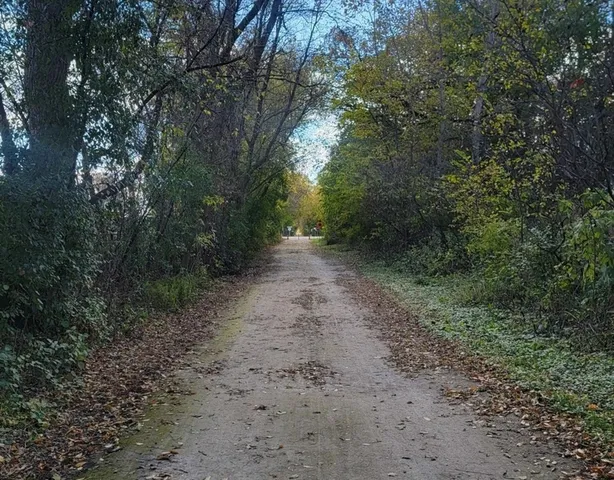 a view of a forest with trees in the background
