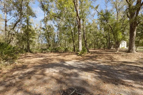 a view of dirt yard with a large trees