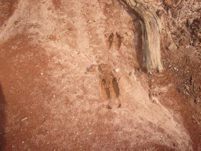 0 Bear Creek Road Talking Rock, GA 30175 - Photo 11 of 78