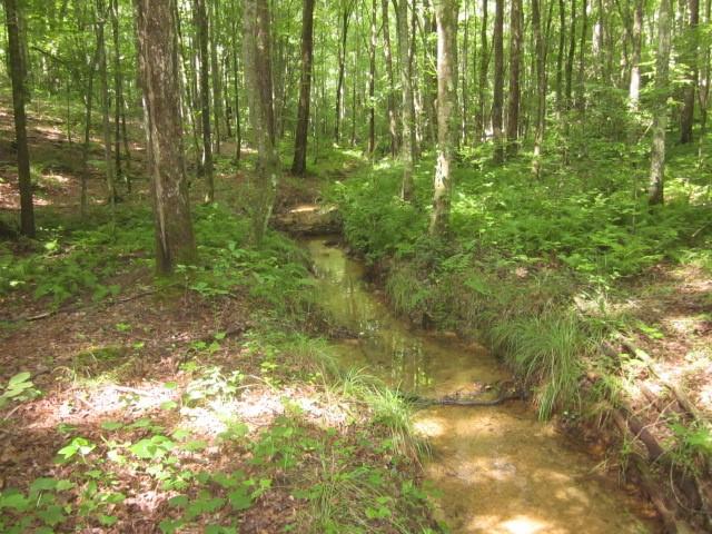 0 Bear Creek Road Talking Rock, GA 30175 - Photo 16 of 78 a view of a yard with plants
