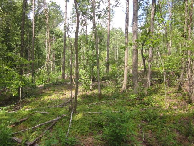 0 Bear Creek Road Talking Rock, GA 30175 - Photo 19 of 78 a view of residential house with green space