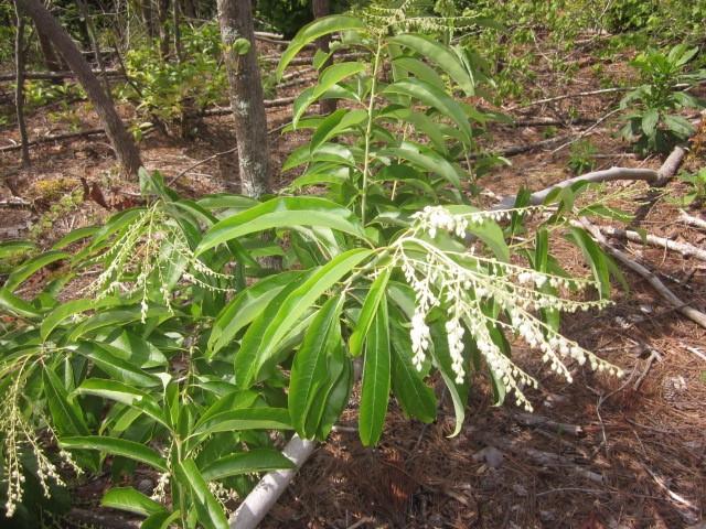 0 Bear Creek Road Talking Rock, GA 30175 - Photo 20 of 78 a backyard of a house with lots of green space