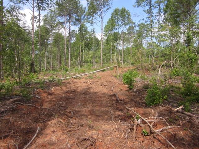 0 Bear Creek Road Talking Rock, GA 30175 - Photo 21 of 78