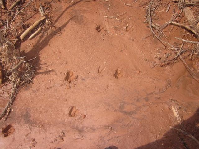 0 Bear Creek Road Talking Rock, GA 30175 - Photo 22 of 78