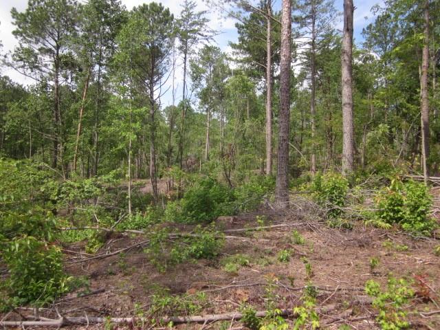 0 Bear Creek Road Talking Rock, GA 30175 - Photo 23 of 78 a view of a forest with trees