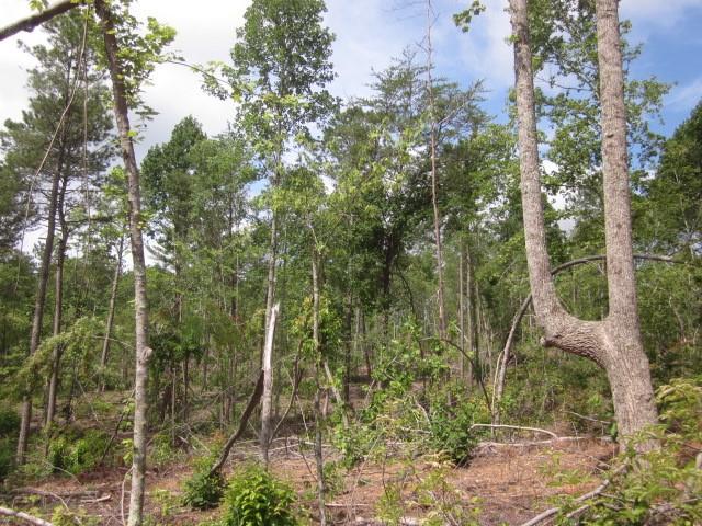 0 Bear Creek Road Talking Rock, GA 30175 - Photo 26 of 78