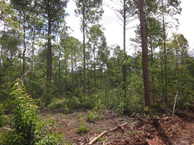 0 Bear Creek Road Talking Rock, GA 30175 - Photo 27 of 78