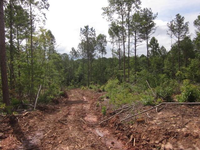 0 Bear Creek Road Talking Rock, GA 30175 - Photo 28 of 78 a view of a forest filled with trees