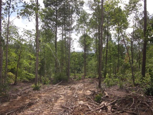 0 Bear Creek Road Talking Rock, GA 30175 - Photo 30 of 78 a view of a forest with trees in the background