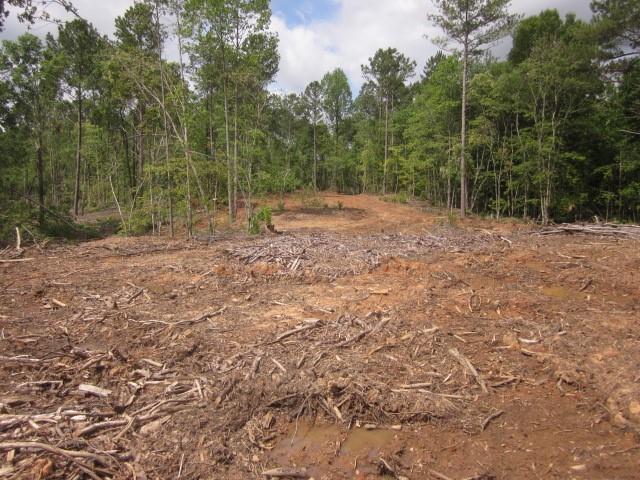 0 Bear Creek Road Talking Rock, GA 30175 - Photo 31 of 78 a view of outdoor space with trees