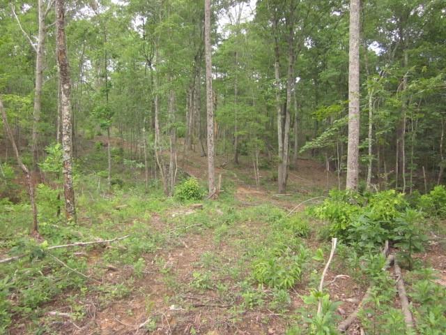 0 Bear Creek Road Talking Rock, GA 30175 - Photo 34 of 78 a view of a garden