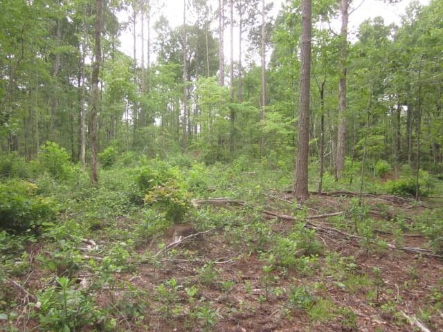 0 Bear Creek Road Talking Rock, GA 30175 - Photo 35 of 78 a view of a forest that has large trees