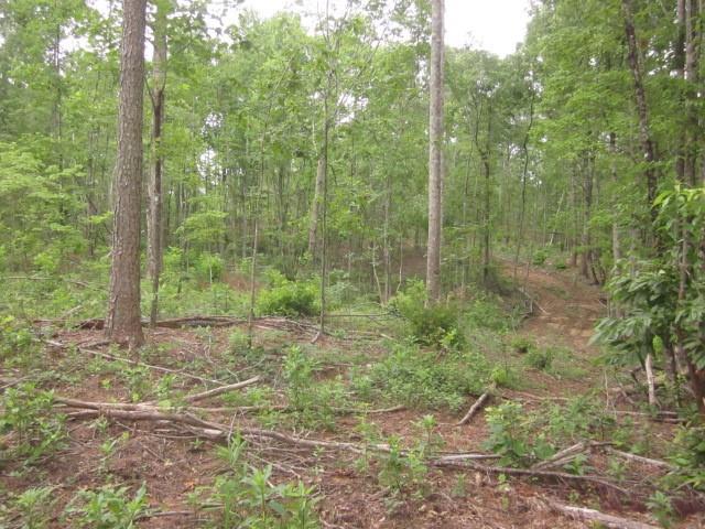 0 Bear Creek Road Talking Rock, GA 30175 - Photo 36 of 78 a view of a forest that has large trees