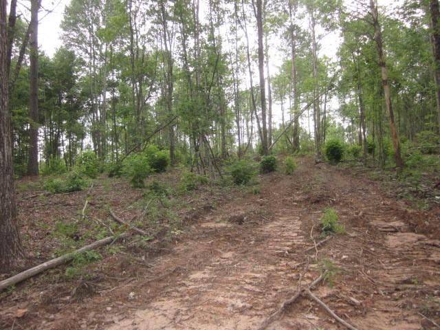 0 Bear Creek Road Talking Rock, GA 30175 - Photo 38 of 78 a view of a forest with trees in the background