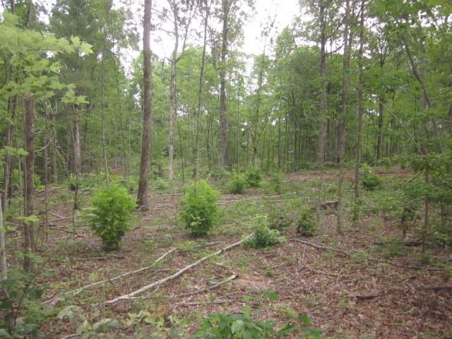 0 Bear Creek Road Talking Rock, GA 30175 - Photo 40 of 78