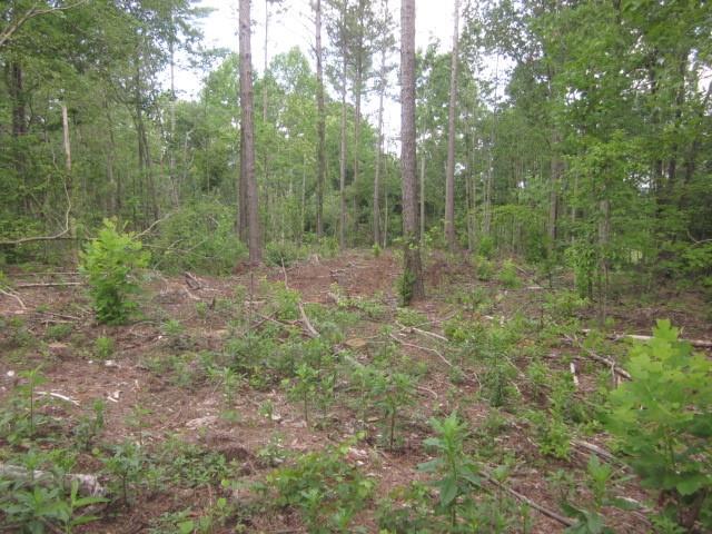 0 Bear Creek Road Talking Rock, GA 30175 - Photo 41 of 78 a view of a forest with trees in the background