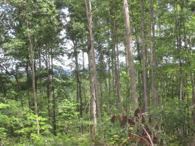 0 Bear Creek Road Talking Rock, GA 30175 - Photo 44 of 78