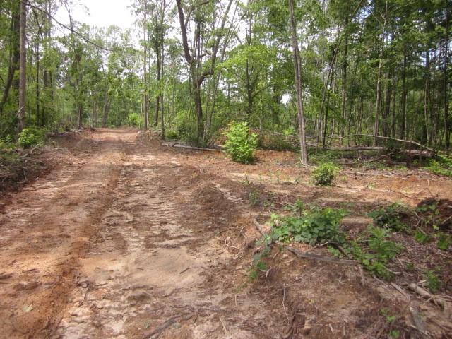 0 Bear Creek Road Talking Rock, GA 30175 - Photo 49 of 78 a view of a forest with trees in the background