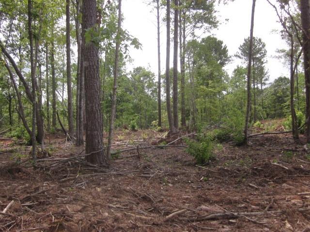0 Bear Creek Road Talking Rock, GA 30175 - Photo 50 of 78 a view of a forest with trees in the background