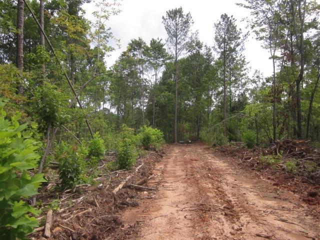 0 Bear Creek Road Talking Rock, GA 30175 - Photo 53 of 78 a view of a forest with trees in the background