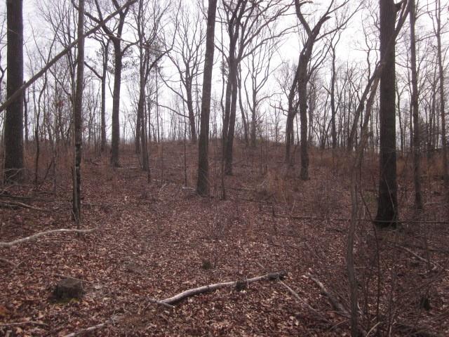 0 Bear Creek Road Talking Rock, GA 30175 - Photo 55 of 78 a view of a forest with trees in the background