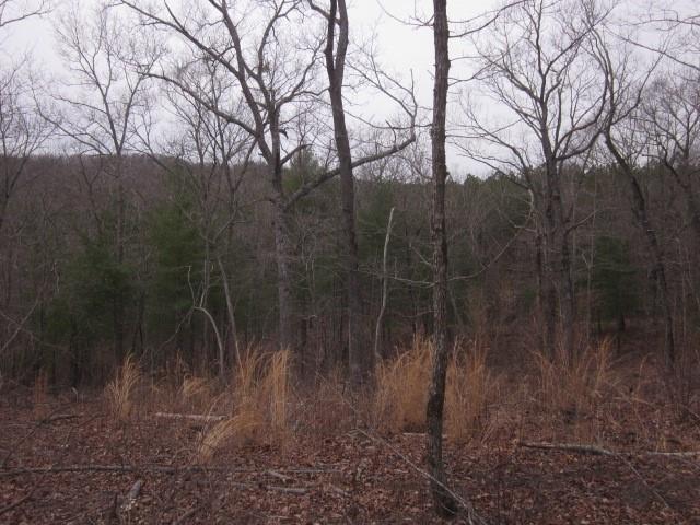 0 Bear Creek Road Talking Rock, GA 30175 - Photo 61 of 78 a view of a yard