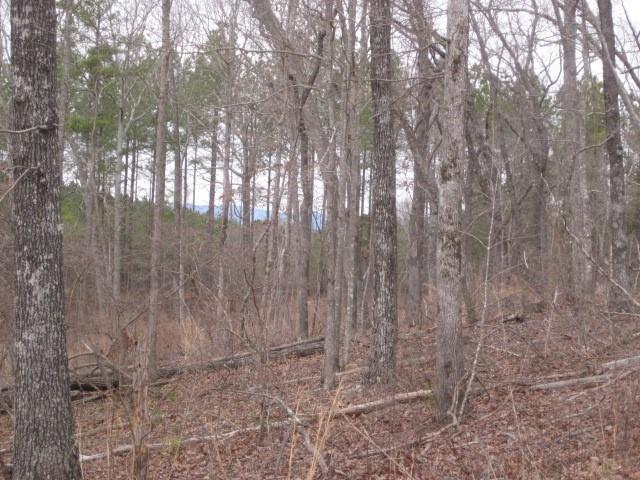 0 Bear Creek Road Talking Rock, GA 30175 - Photo 62 of 78 a view of backyard with trees