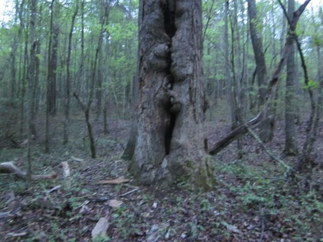 0 Bear Creek Road Talking Rock, GA 30175 - Photo 9 of 78 a view of a forest that has large trees