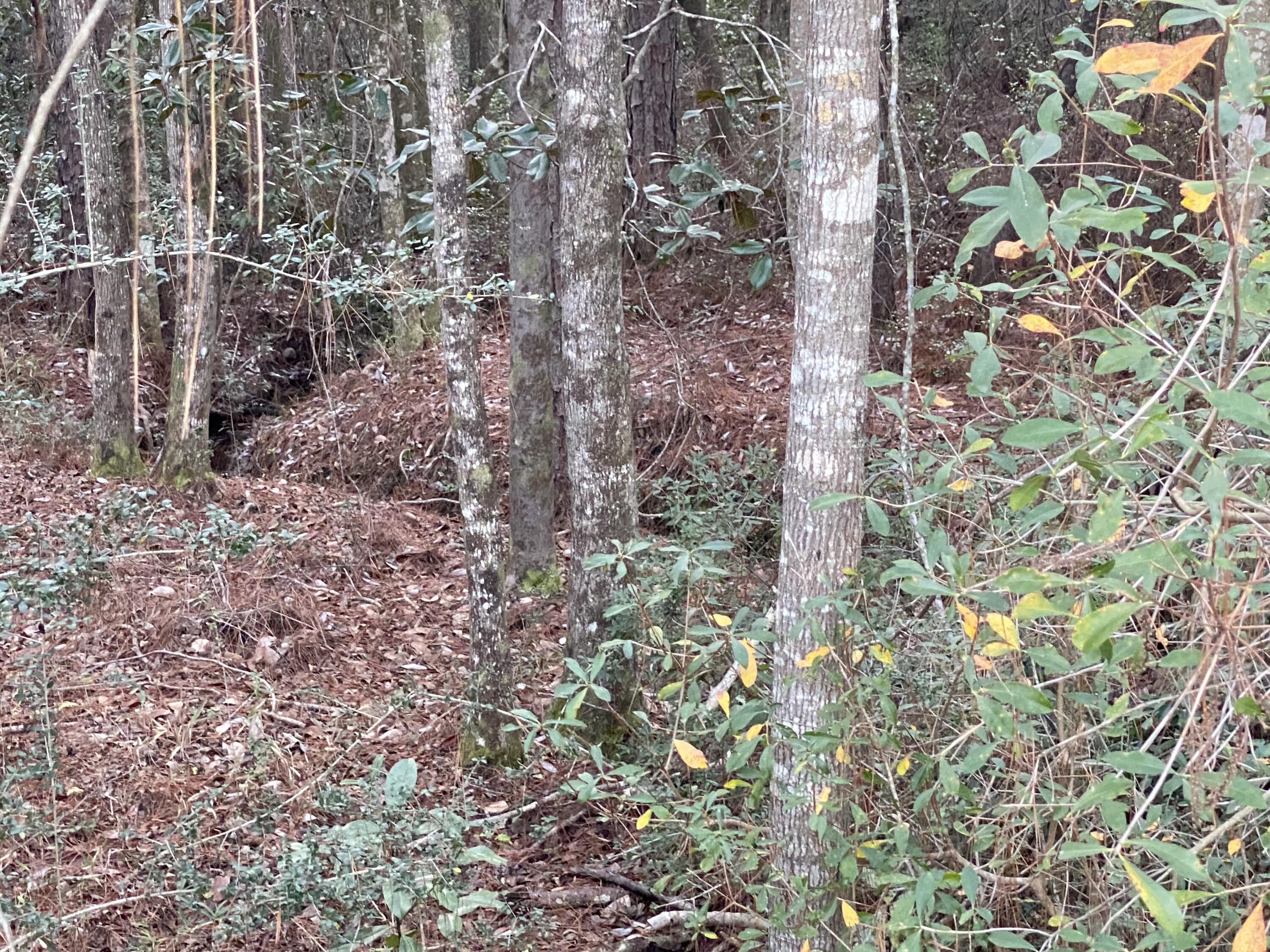 3925 Bear Creek Road Crestview, FL 32539 - Photo 35 of 45 3710CBBF-9BAB-44DF-89E1-35B91BE3D497