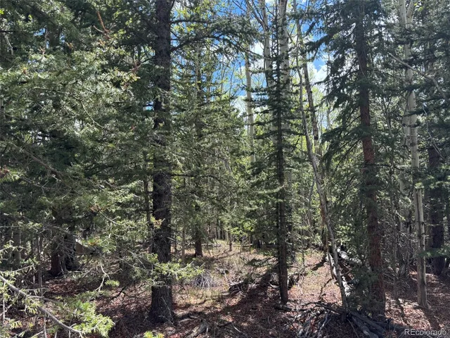 a view of a forest with lots of trees