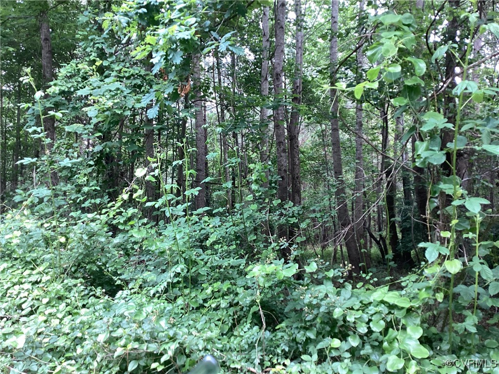 Tbd County Line Road Disputanta, VA 23842 - Photo 2 of 5 View showing woods