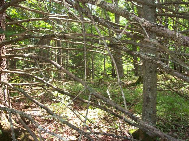 Lot 7 Timber Wolf Road Presque Isle, WI 54557 - Photo 2 of 5 Gallery Image 2
