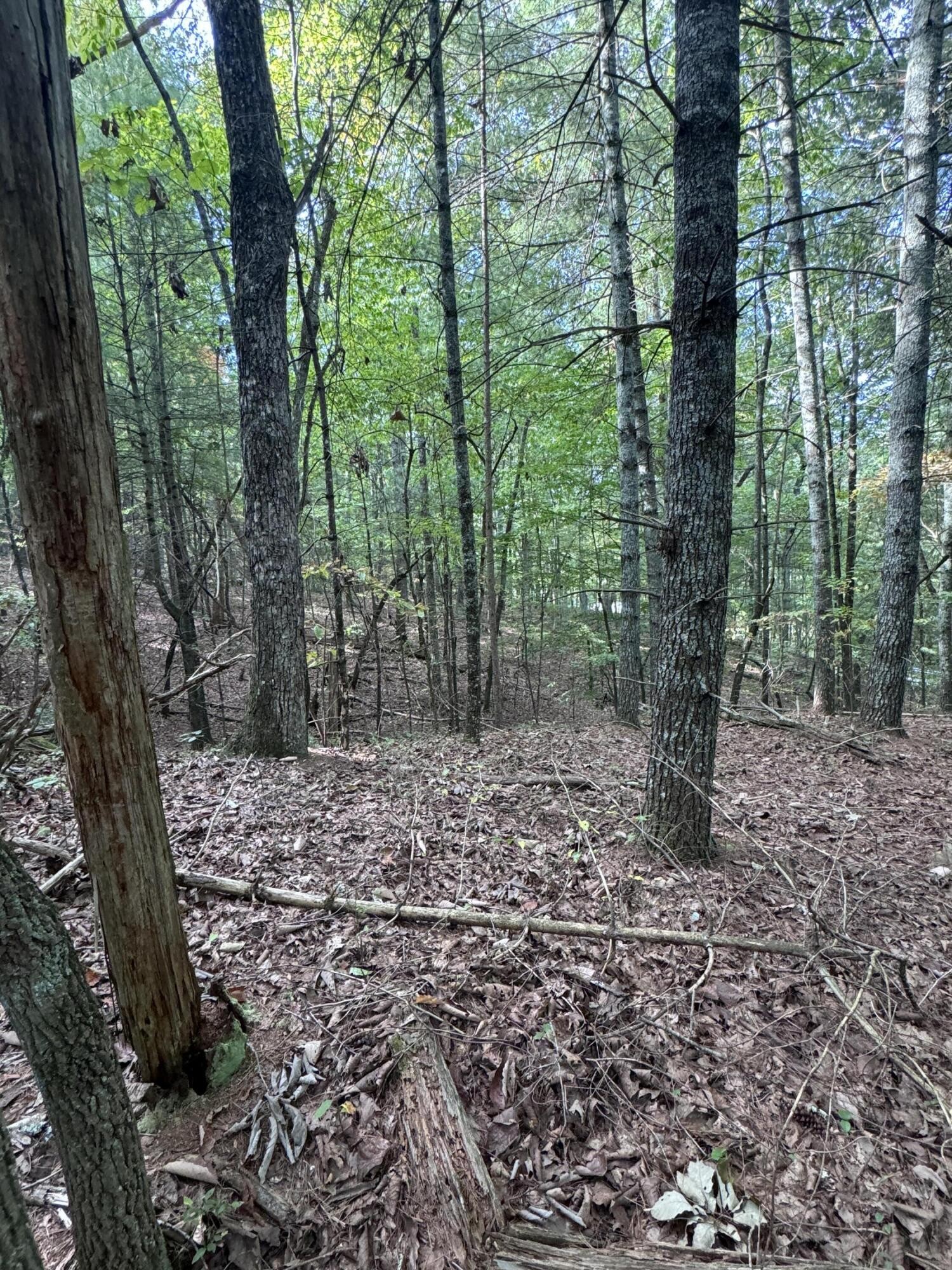 3 Eads Bluff Road Northwest Georgetown, TN 37336 - Photo 3 of 17