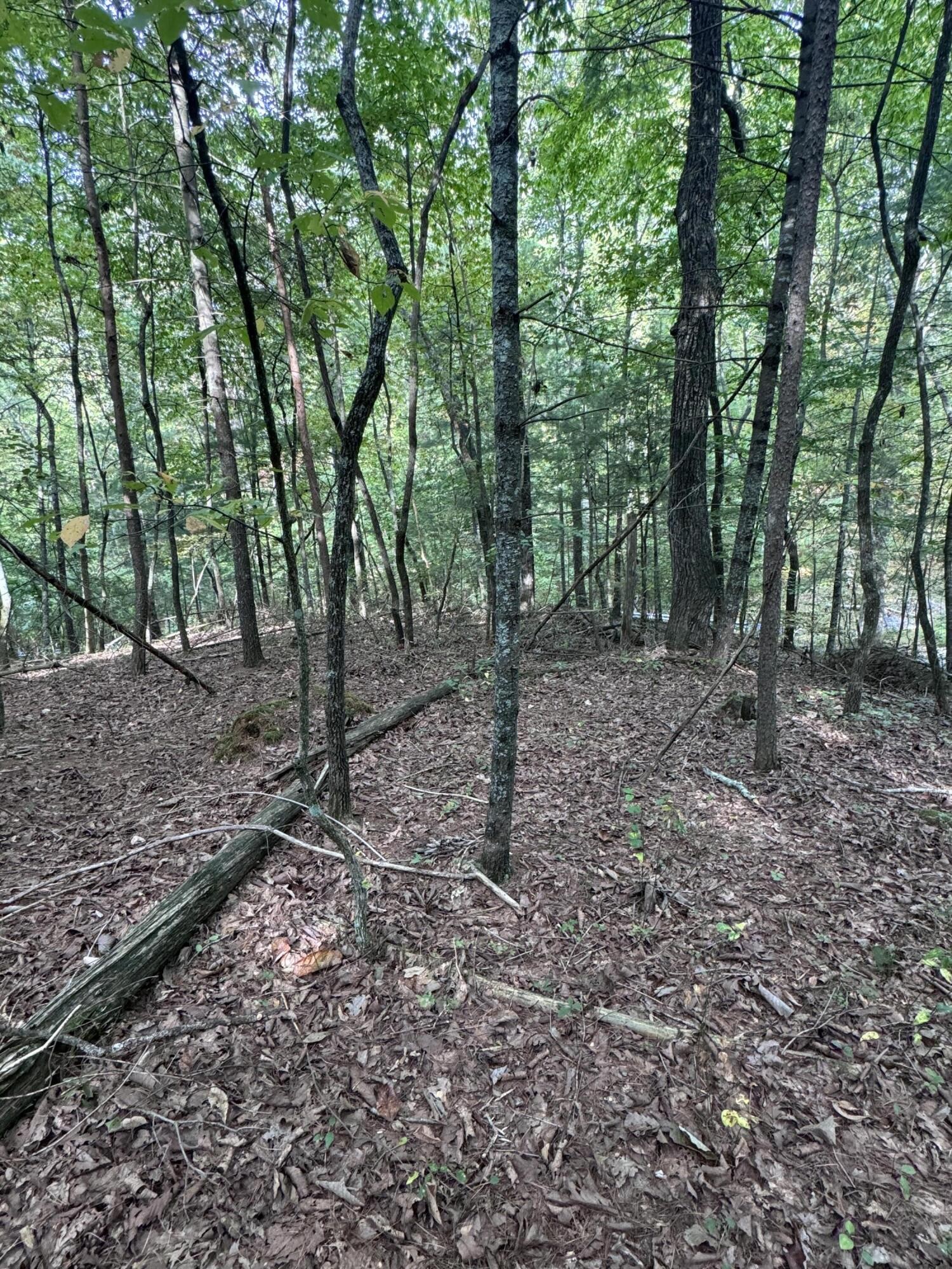 3 Eads Bluff Road Northwest Georgetown, TN 37336 - Photo 4 of 17