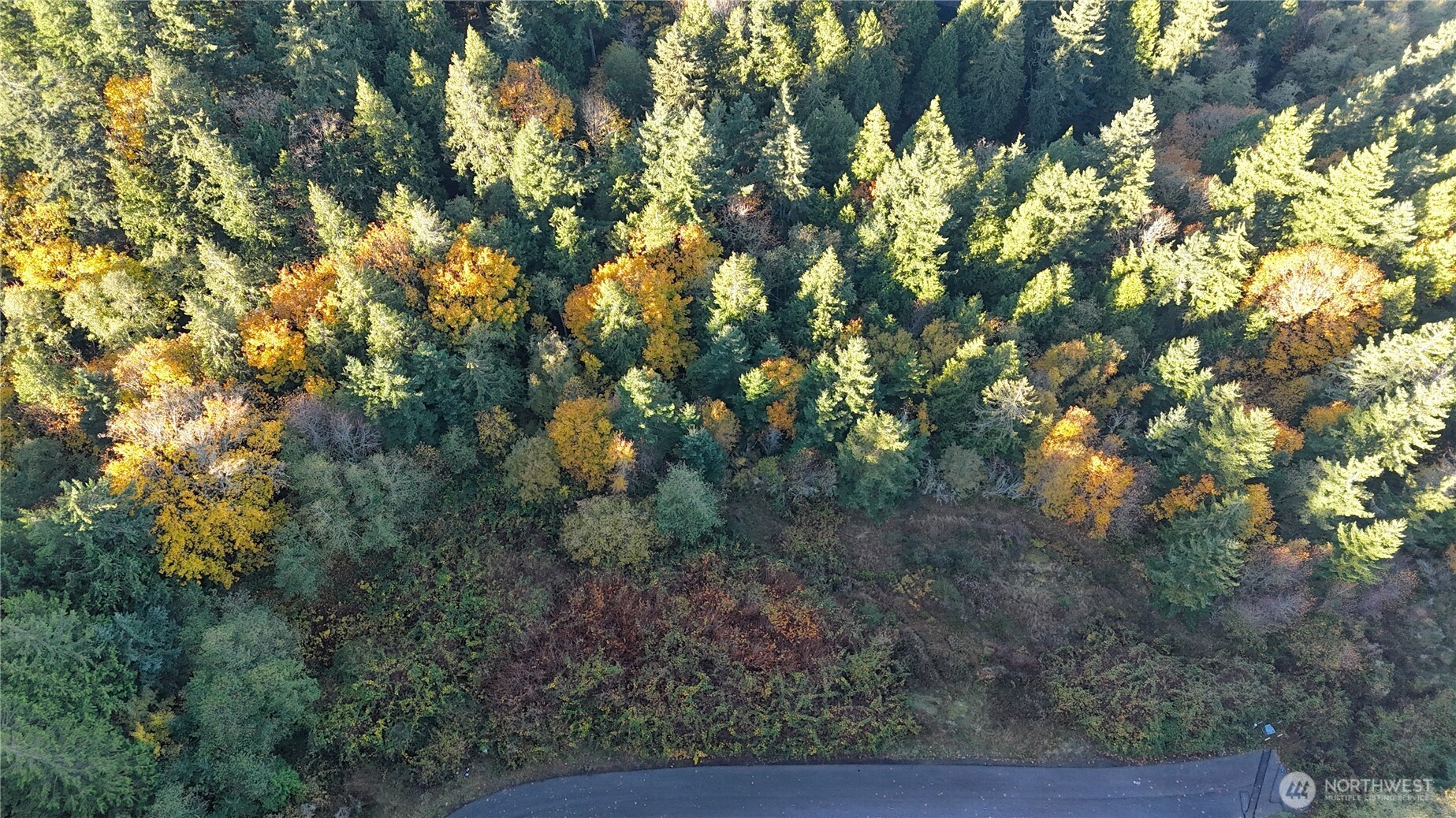 2408 SONORA Lane Bellingham, WA 98229 - Photo 9 of 17 a view of a tree in a yard